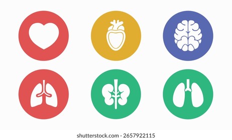 Diferentes órganos humanos Colección de iconos humanos establecidos para conceptos médicos y de salud