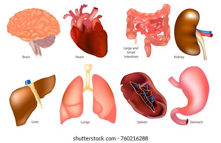 Different human organs set - Lungs, Spleen, Stomach, Liver, Brain, Kidney, Heart, Large and Small, Intestines. Isolated on white background 