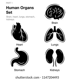 Different human organs set, part 1. Brain, heart, lungs, stomach, kidneys. Vector illustration isolated on white background. Presentation template, book cover design.