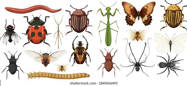 Different insects collection isolated on white background illustration