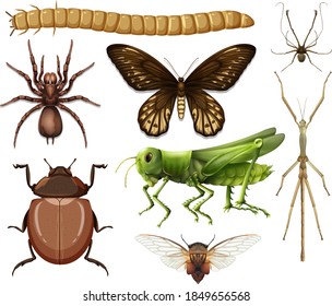 Different insects collection isolated on white background illustration