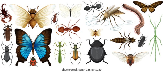 Different insects collection isolated on white background illustration