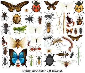 Different insects collection isolated on white background illustration