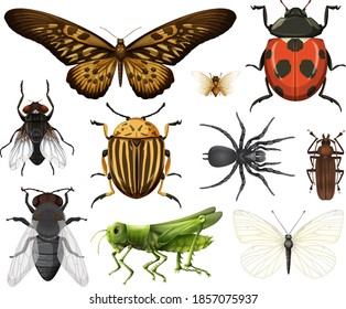 Different Insects Collection Isolated On White Stock Vector (Royalty ...