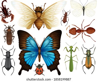Colección de insectos diferentes aislados en la ilustración de fondo blanco