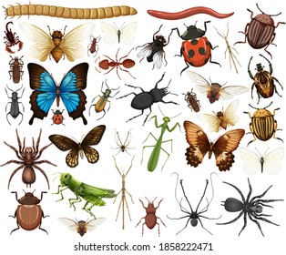 Different insects collection isolated on white background illustration