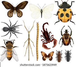 Different insects collection isolated on white background illustration