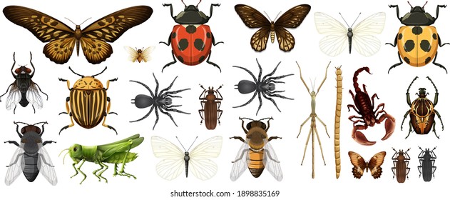 Colección de insectos diferentes aislados en la ilustración de fondo blanco