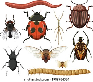 Different insects collection isolated on white background illustration