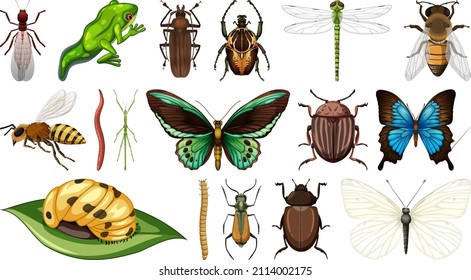 Different insects collection isolated on white background illustration