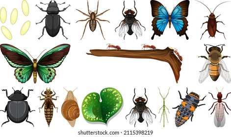 Different insects collection isolated on white background illustration