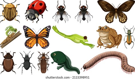Different insects collection isolated on white background illustration