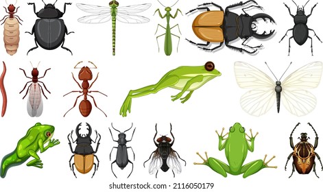 Different insects collection isolated on white background illustration