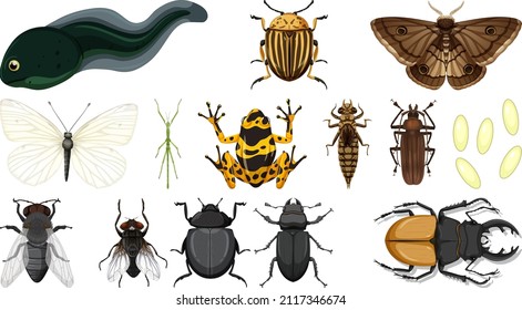 Different insects collection isolated on white background illustration