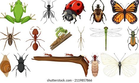 Colección de insectos diferentes aislados en la ilustración de fondo blanco