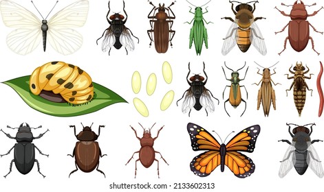 Different insects collection isolated on white background illustration