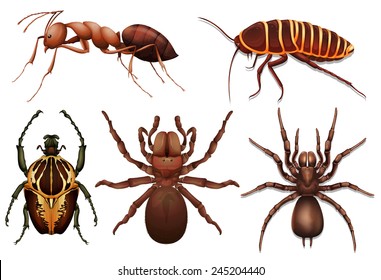 Different insects on a white background