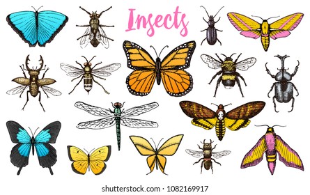 Different insects set. Butterfly and dragonfly, bug and pet bee. Mystical symbol of freedom. entomological collection. engraved hand drawn in old sketch vintage style. t-shirt or scrapbooking design.