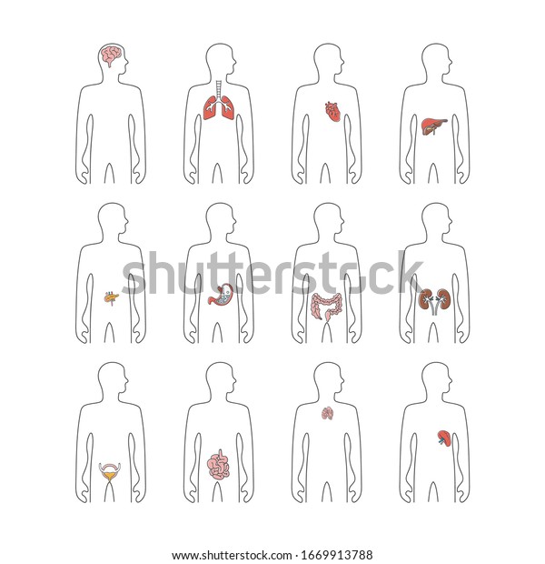 The different internal organs located in the human body. Scheme of the