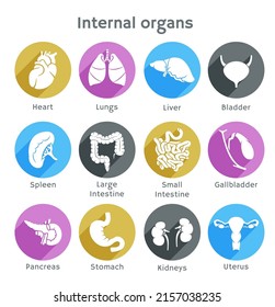 Different internal organs vector icons