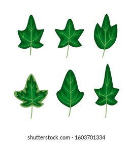 Different ivy leaves set in a cartoon flat style vector illustration isolated on white background.