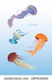 Different jellyfish in vector graphics. Set of bright jellyfish.