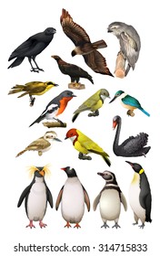 Different kind of birds illustration
