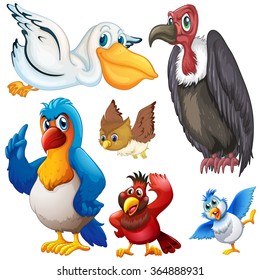Different kind of birds illustration