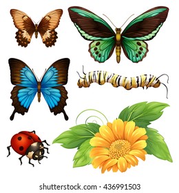 Different kind of butterflies and bugs illustration