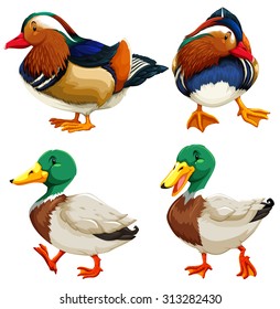 Different kind of ducks illustration
