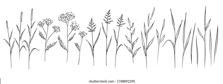 Different kind field grass, wild herbs, hand-drawn black ink graphic sketch on white background