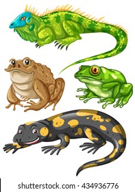 Diferentes tipos de ranas y lagartijas ilustrativas