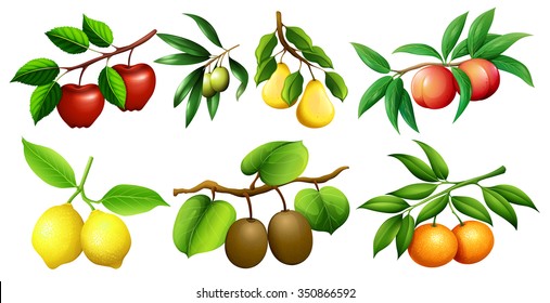 Different kind of fruits on branches illustration