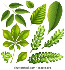 Different kind of leaves illustration