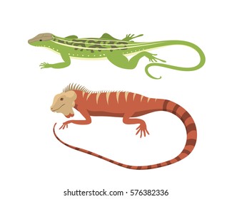 Different kind of lizard reptile isolated vector illustration.