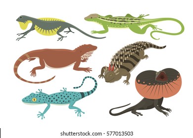 Different kind of lizard reptile isolated vector illustration.