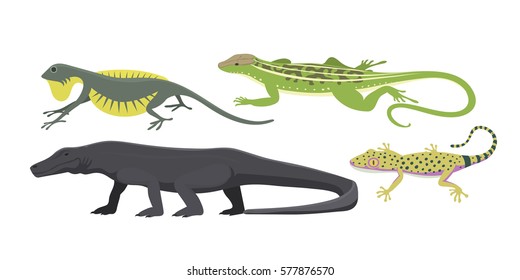 Different kind of lizard reptile isolated vector illustration.