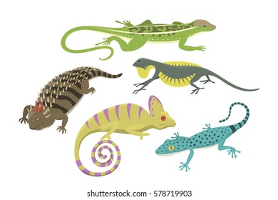 Different kind of lizard reptile isolated vector illustration.