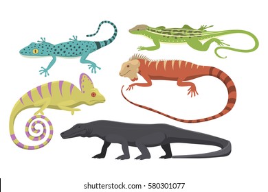 Different Kind Of Lizard Reptile Isolated Vector Illustration.