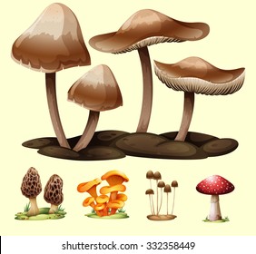 Different kind of mushrooms illustration