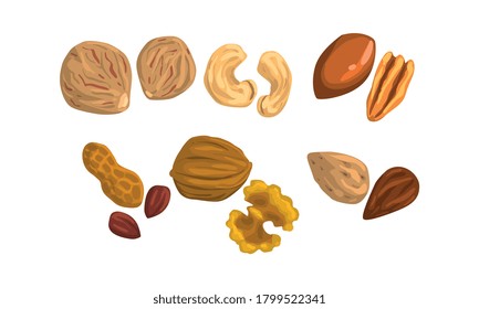 Different Kind of Nuts Set, Cashew, Pecan, Nutmeg, Peanut, Walnut, Almond Cartoon Style Vector Illustration