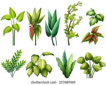 Tipo diferente de plantas