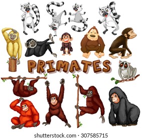 Different kind of primates illustration