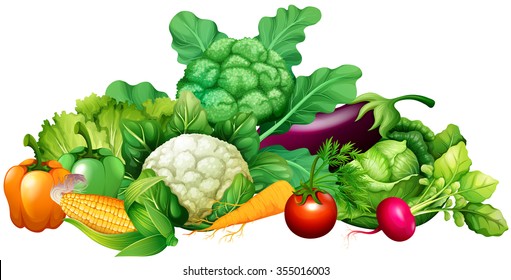 Different kind of vegetables illustration