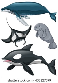 Different kind of whales and fish illustration