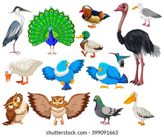 Different kind of wild birds illustration