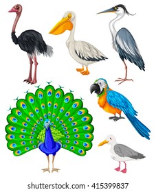 Different kind of wild birds illustration