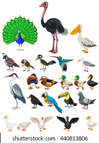 Different kind of wild birds illustration