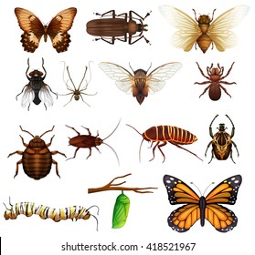 Different kind of wild insects illustration