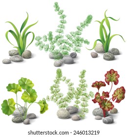 Diferentes tipos de algas e seixos definidos isolados em branco.
